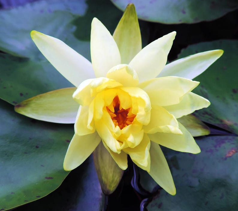 Water Lily 3 Pack Nymphaea 'Sulphurea' Yellow Flowering Pond Plants for Water Gardens