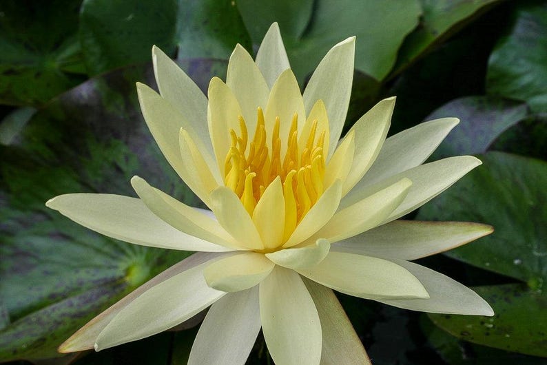 Water Lily 3 Pack Nymphaea ‘Sulphurea Okeechobee’ Yellow Hardy Water Lilies for Ponds, Winter Hardy Aquatic Plants