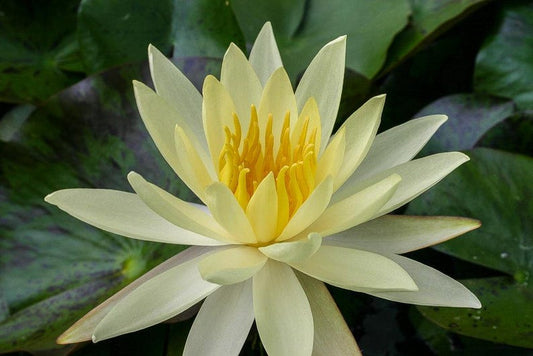 Water Lily 3 Pack Nymphaea ‘Sulphurea Okeechobee’ Yellow Hardy Water Lilies for Ponds, Winter Hardy Aquatic Plants