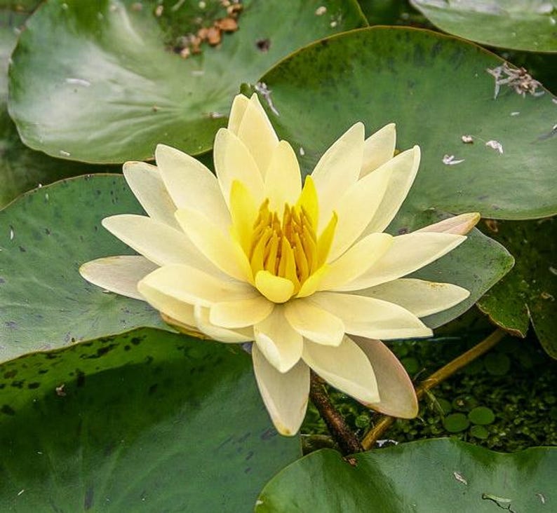 Water Lily Plants 3 Pack Nymphaea 'Sunrise' Yellow Flowering Pond Plants for Water Gardens, Hardy Aquatic Flowers