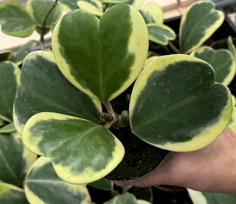 Variegated Hoya Kerri Plant | 4" Pot | Sweetheart Plant | Hoya Kerrii