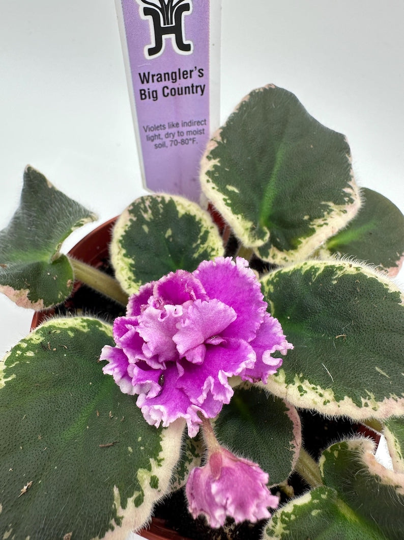 Live African Violet 4" - Wrangler's Big Country - Blooming Plant - Saintpaulia