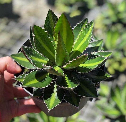 Agave Lophantha Center Stripe - Live Plant - Outdoor Grown Succulent - Hardy Agave Variety for Home or Garden