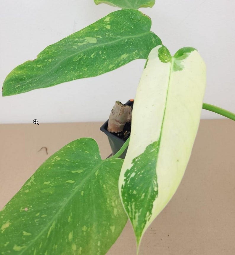 Philodendron Jose Buono Plant 4" Variegated Aroid - Philodendron 'Jose Buono' - Rare Indoor Climber with Unique Leaf Patterns