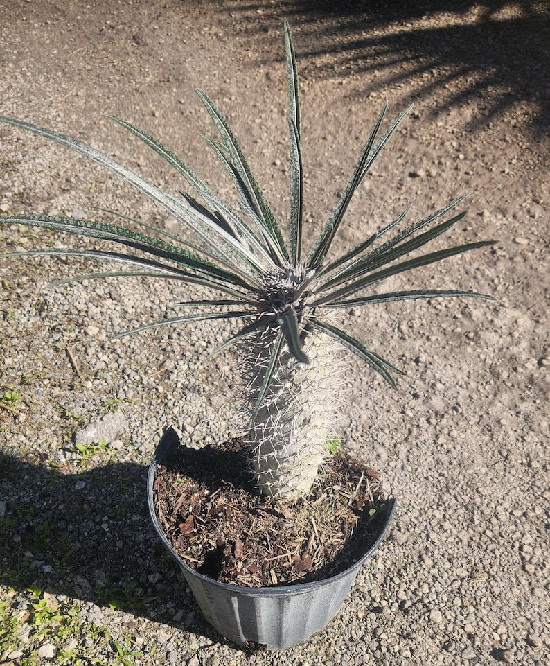 Madagascar Palm Live Plant - Spiny Succulent - Pachypodium geayi - Outdoor Grown - Minor Blemishes Present