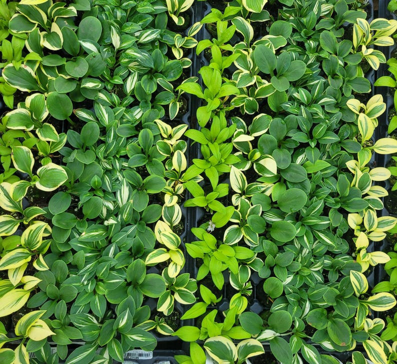 Miniature Dwarf Hosta Plants 9 Pack - Varieties: School Mouse, Blue Mouse Ears, Maui Buttercups, Curly Fries, Hosta spp.