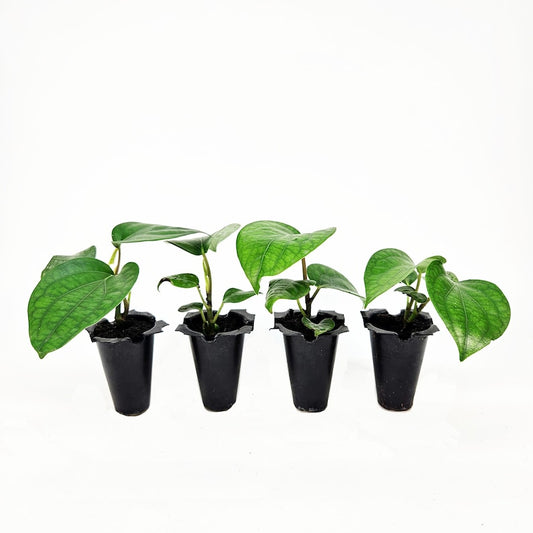 Black Pepper Plants - 4 Pack - Flowering Vine - Piper nigrum - Fresh Black Peppercorns for Cooking and Home Decor