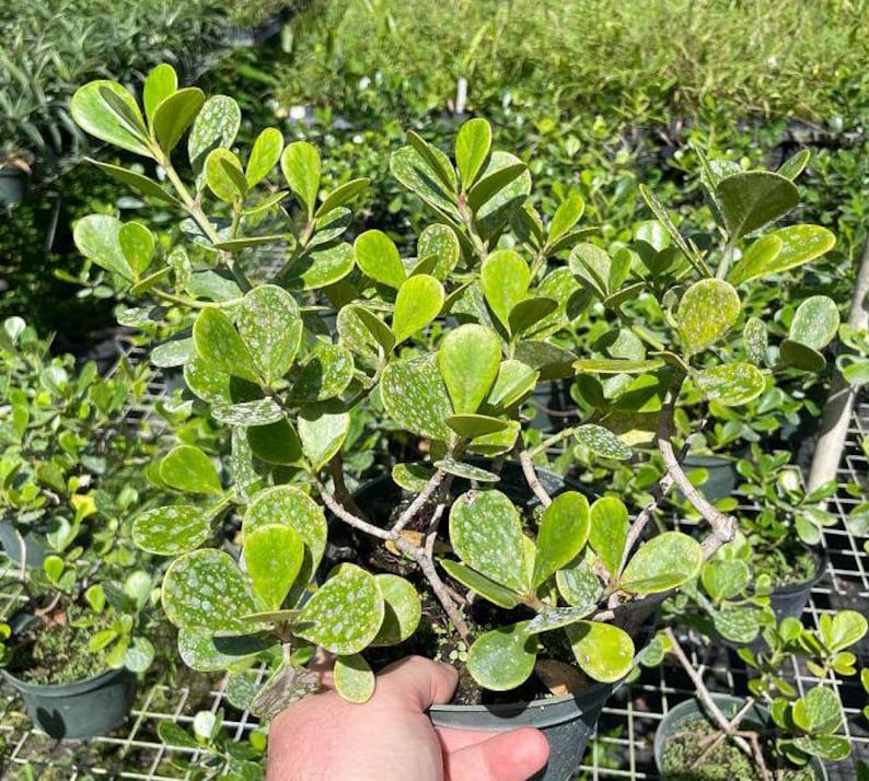 Dwarf Pitch Apple Plant - Clusia rosea Nana - Live Outdoor Plant - Minor Blemishes - Ideal for Gardens and Landscaping