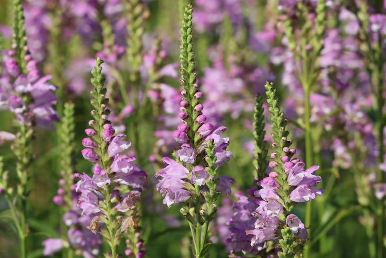 Aquatic Plant 6 Pack, Obedient Plant, Purplish-Pink Flowers, Physostegia leptophylla, Winter Hardy Pond Marginal, 2" Pots