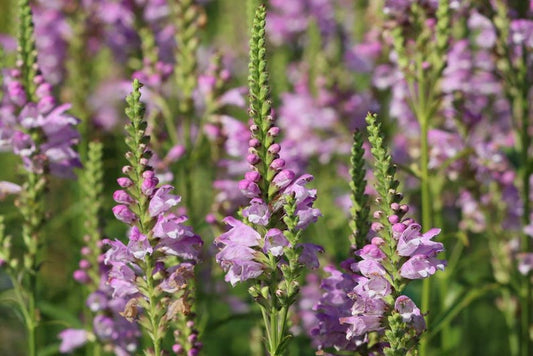 Aquatic Plant 6 Pack, Obedient Plant, Purplish-Pink Flowers, Physostegia leptophylla, Winter Hardy Pond Marginal, 2" Pots