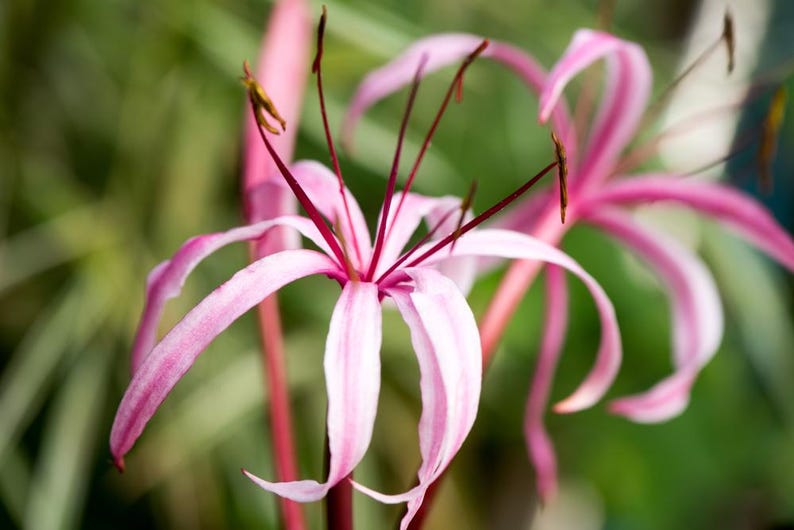 Southern Swamp Lily 6 Pack 2" Pots Red Bog Lily Crinum americanum Tropical Bog Plant