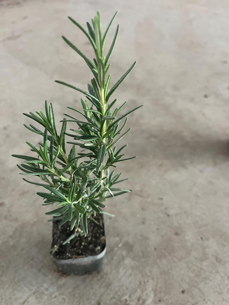 Rosemary Live Plant in 4" Pot | Organic Herb | Culinary & Medicinal | Salvia rosmarinus | Well-Rooted Culinary Herb