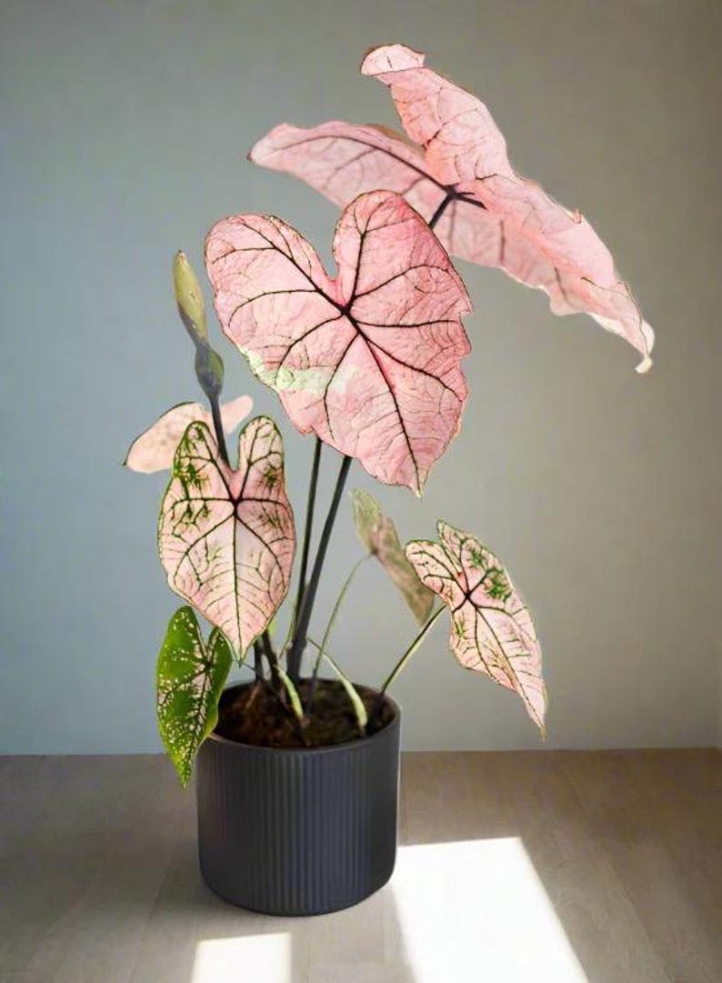 Spring Fling Caladium Bulbs (2) - Pink & Burgundy Foliage - Caladium hortulanum - Stunning Indoor/Outdoor Plant