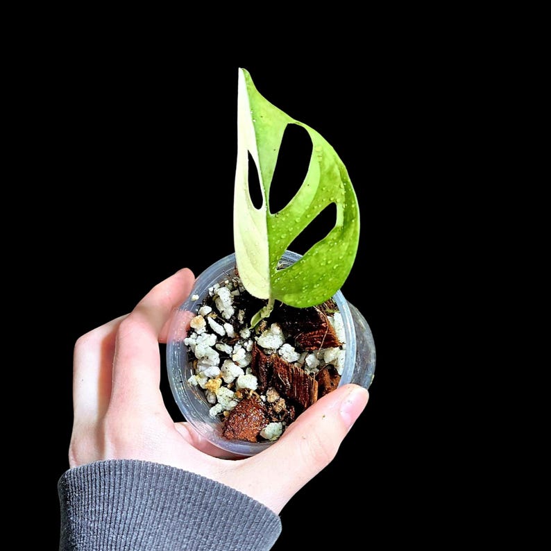 High Variegated White Monstera Adansonii Albo Potted Plant - Swiss Cheese Vine - Rare Variegated Houseplant - US Seller