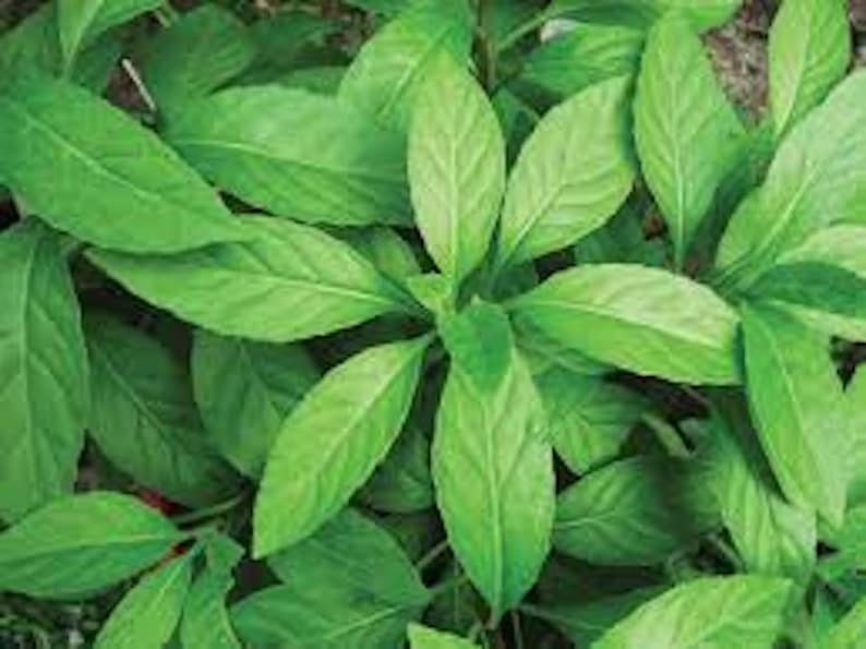 Longevity Spinach Starter Plant - 3 Pack Gynura Procumbens - Perennial Edible Garden Plant - Dark Green Glossy Leaves