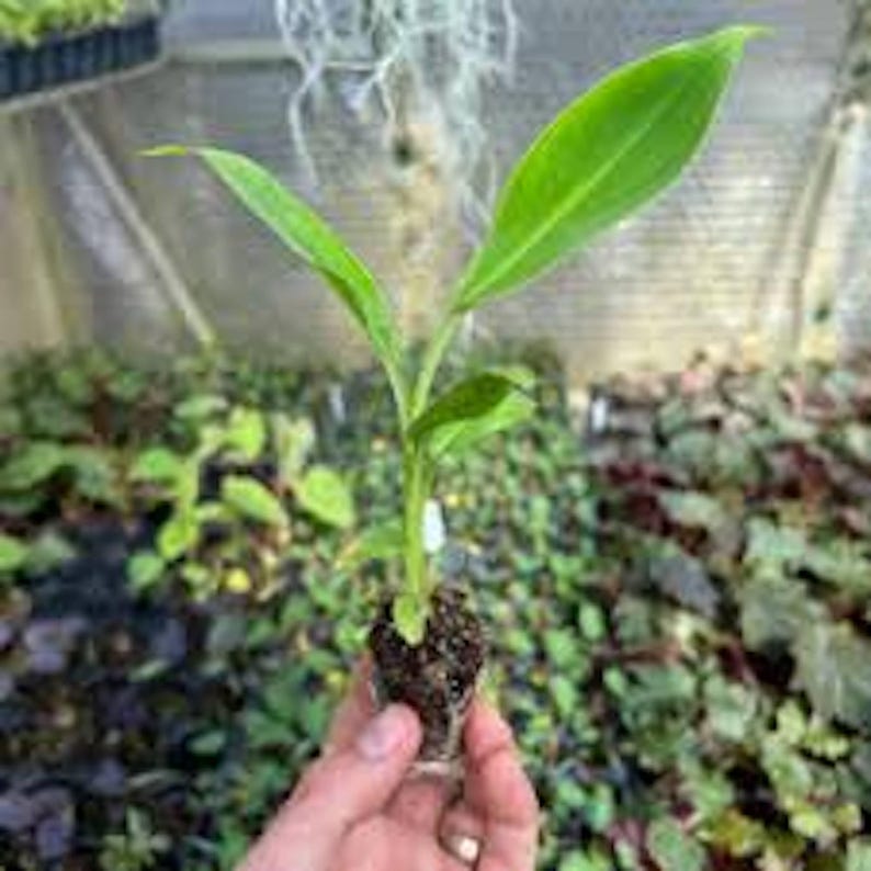 Double Mahoi Banana Plant Starter - Edible Double Headed Dwarf Cavendish - Unique Rare Variety - Live Plant
