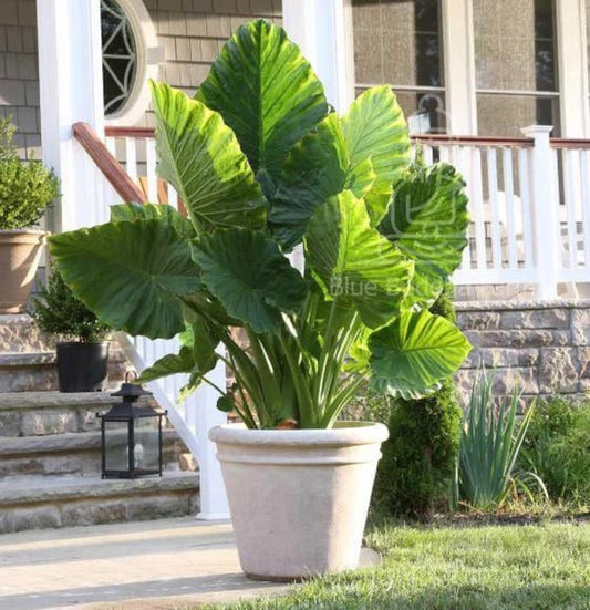 Alocasia Odora Bulb 7/9 | Upright Elephant Ear Plant | Tropical Focal Point | Exotic Garden Perennial