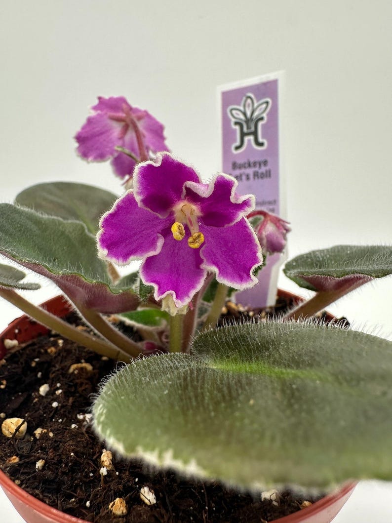 Live African Violet Plant 4" Buckeye Let's Roll - Blooming Indoor Flower (Saintpaulia)