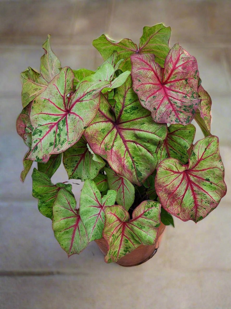 HUGE Caladium Bulbs - Autumn Beauty - Rare Color-Shifting Foliage - #1 Size - Caladium bicolor - 2 Bulbs for Unique Garden Display