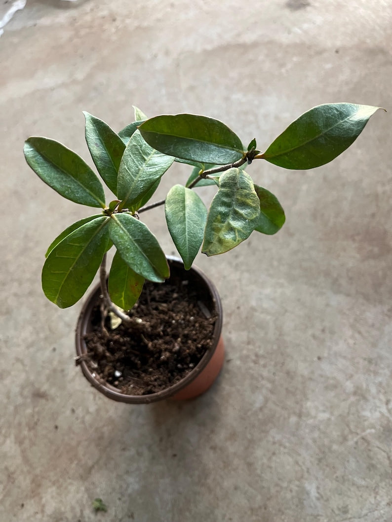 Star Jasmine Live Plant 3” Pot - Twining Vine with White Flowers, Sweet Fragrance - Trachelospermum jasminoides