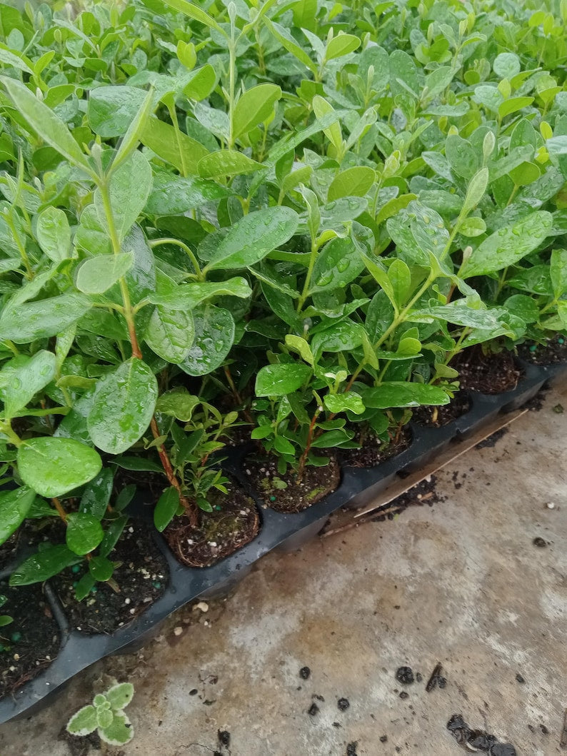 Live Pineapple Guava Plant 4-6 Inches - Feijoa sellowiana - Exotic Fruit Tree with Fragrant Flowers & Sweet Tropical Fruit