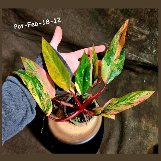 Variegated Philodendron Strawberry Shake Plant in Nursery Pot - Rare Collector's Houseplant - Philodendron erubescens