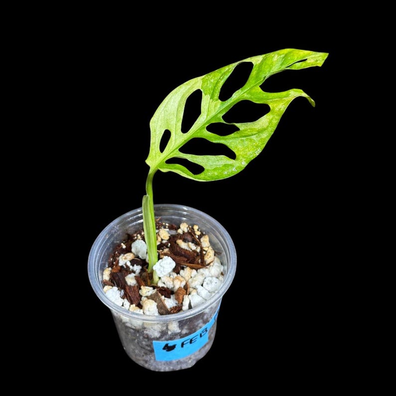 High Variegated Monstera Adansonii Aurea Plant in Nursery Pot | Swiss Cheese Vine | Unique Creamy White Variegation
