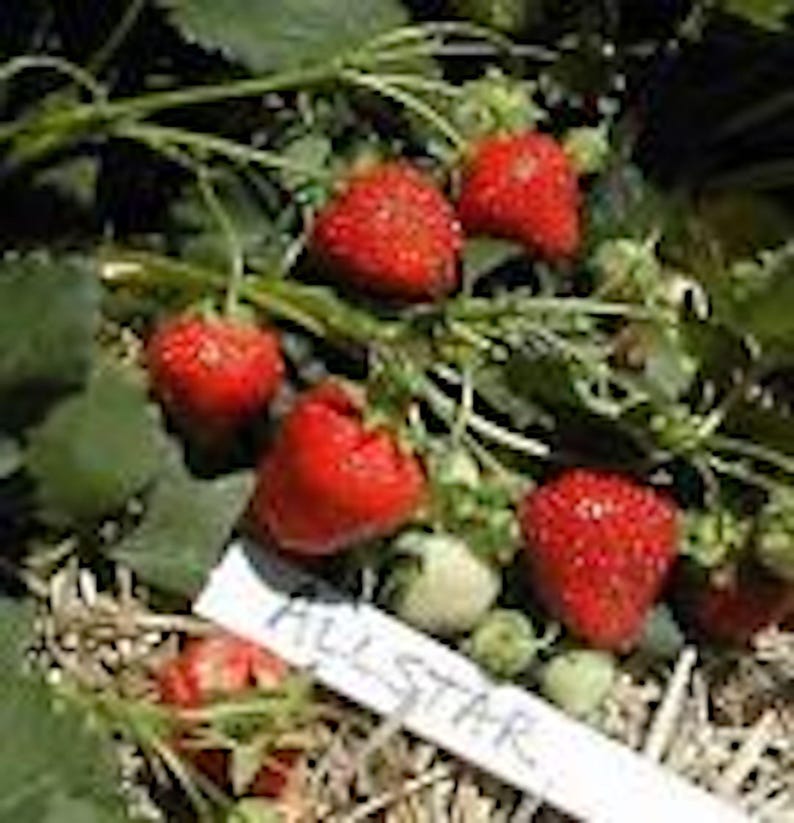 perennial strawberry seeds Allstar Junebearing Strawberry Plant - 20 Pack - Fragaria ananassa
