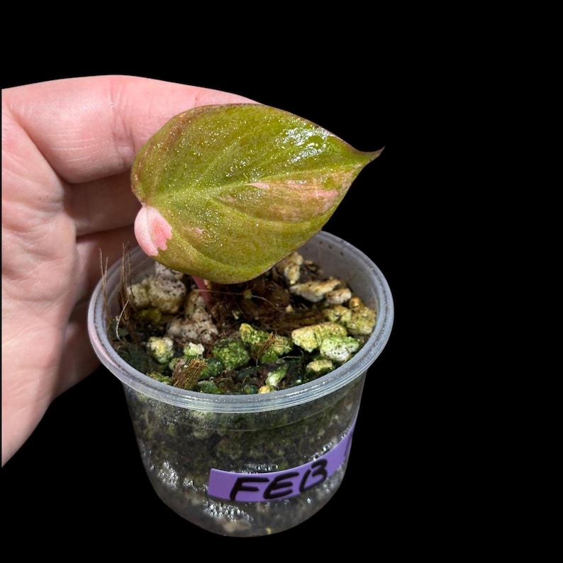 Rare Variegated Philodendron Mican Aurea Potted Plant - High Variegation, Neon Green to Deep Orange - Philodendron Micans