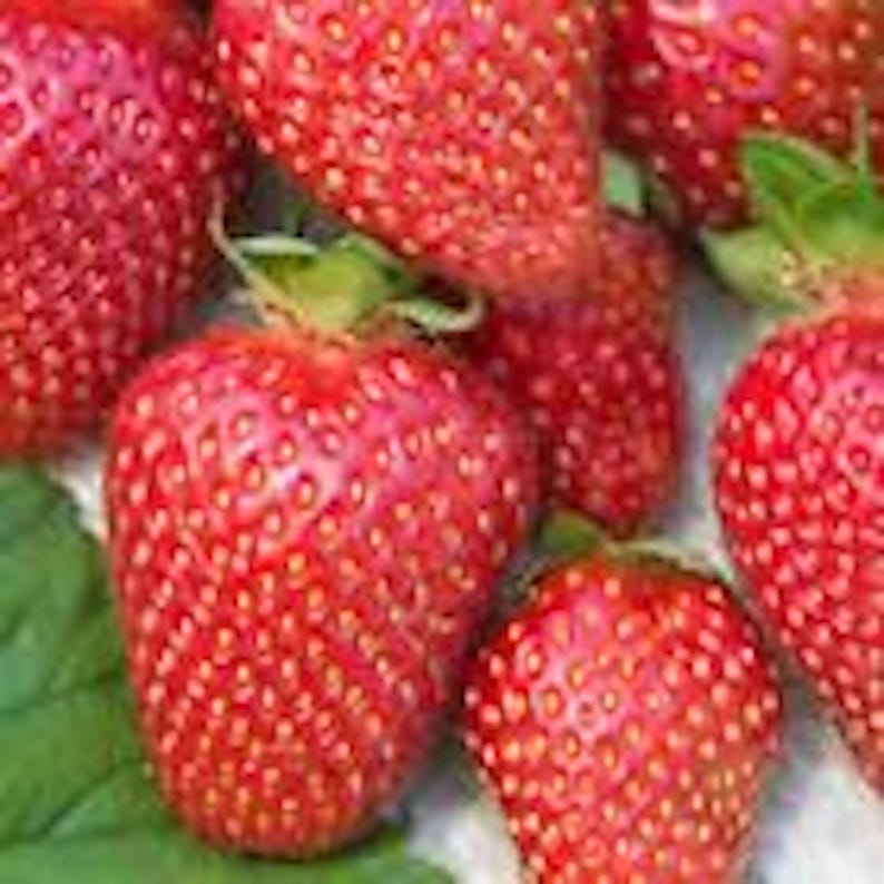 Tennessee Beauty Strawberry Plants - 5 Junebearing Perennial Fruit Plants - Fragaria x ananassa - Sweet Red Berries