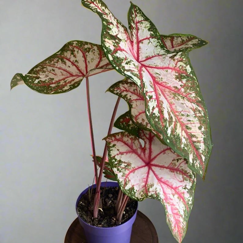 Florida Calypso Caladium Bulbs (2 Pack) - Bold Magenta & Green Foliage - Tropical Garden Plant - Caladium bicolor