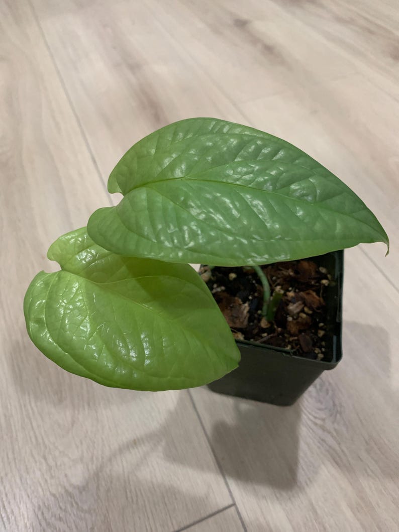 Silver Amydrium Plant - Medium Size, Stunning Colors & Patterns - Amydrium Medium