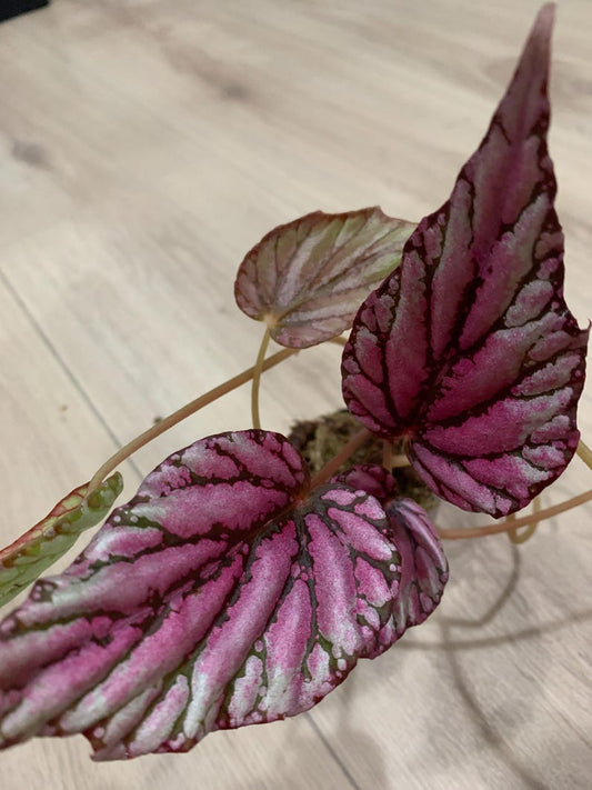Begonia mclaughlin - Indoor Plant in Sphagnum Moss - Decorative Houseplant for Home and Office