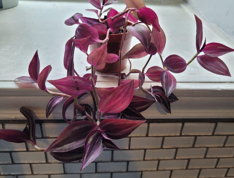 Tradescantia Zebrina Plant - 6-10in Wandering Jew Purple - Trailing Spiderwort / Inchplant with Zebra Stripes