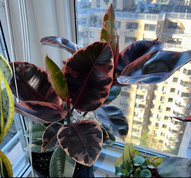 Ficus Ruby Tree Form Single Stem | Variegated Rubber Tree | Ficus Elastica Ruby | Colorful Indoor Houseplant
