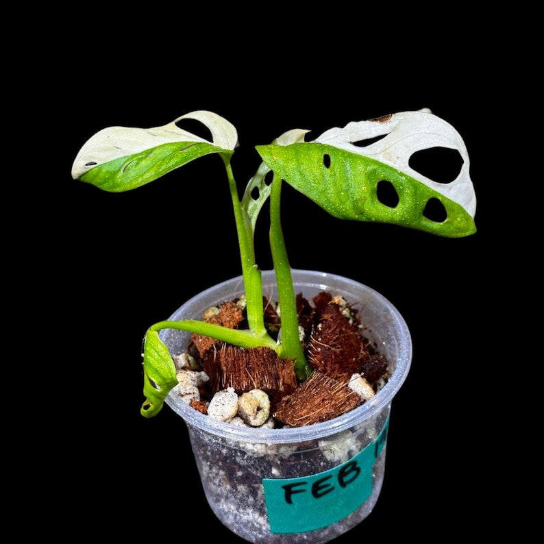 High Variegated White Monstera Adansonii Albo Potted Plant - Swiss Cheese Vine - Rare Houseplant - US Seller