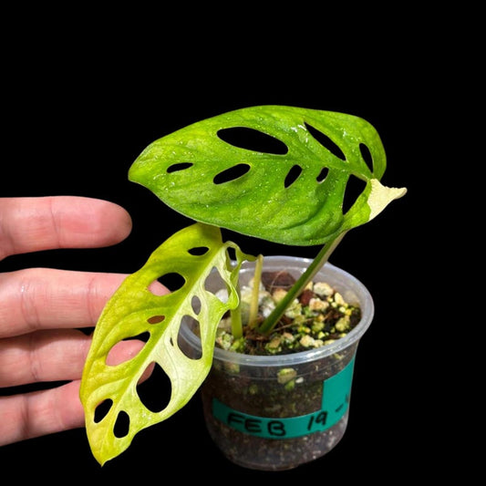 Variegated Monstera Adansonii Aurea Plant in Nursery Pot - Rare Swiss Cheese Vine - Unique Foliage - US Seller