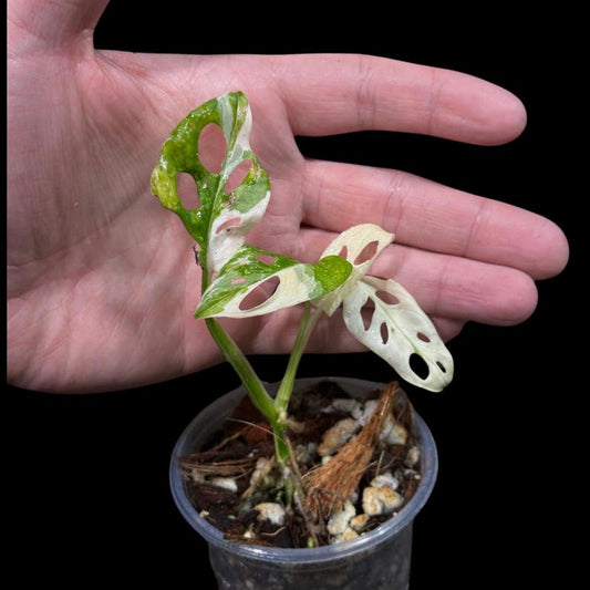 Variegated Monstera Adansonii Albo Potted Plant - Swiss Cheese Vine - Rare Collector Plant - Nursery Pot