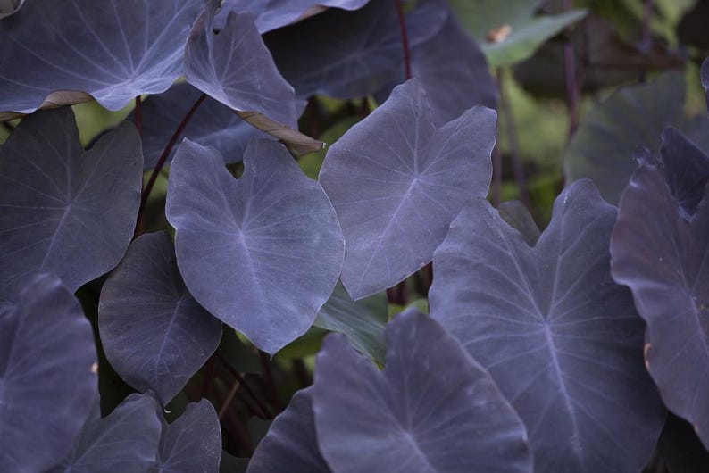 Taro Plants Pack of 6 - Black Magic Colocasia esculenta - Bog & Water Garden Plants - Edible Purple Black Leaves