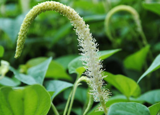 Aquatic Lizard’s Tail Plants 2" Pots 6-Pack, Saururus cernuus, Winter Hardy Pond Marginal for Water Gardens, Free Shipping