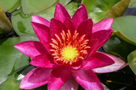 Winter Hardy Water Lily 3 Pack - Nymphaea ‘Laydekeri Fulgens’ with Red Blooms and Reddish Brown Flecked Leaves