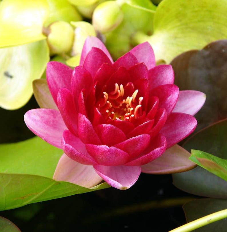 Pink Perry's Baby Red Water Lily 3 Pack - Nymphaea 'Perry's Baby' - Winter Hardy Pond Plants with Small Red Flowers