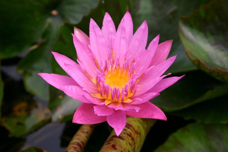 Water Lily 3 Plant Pack - Nymphaea ‘Queen of Siam’ - Pink Day Blooming Lily with Mottled Foliage - Free Shipping Over $35