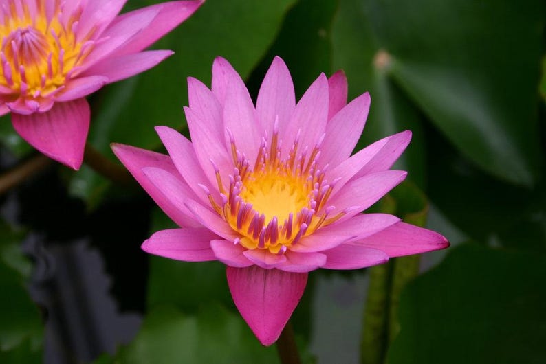Nymphaea ‘Shirley Bryne’ Day Blooming Water Lily 3 Plant Pack - Pink Water Lily for Ponds - Free Shipping on Orders Over $35