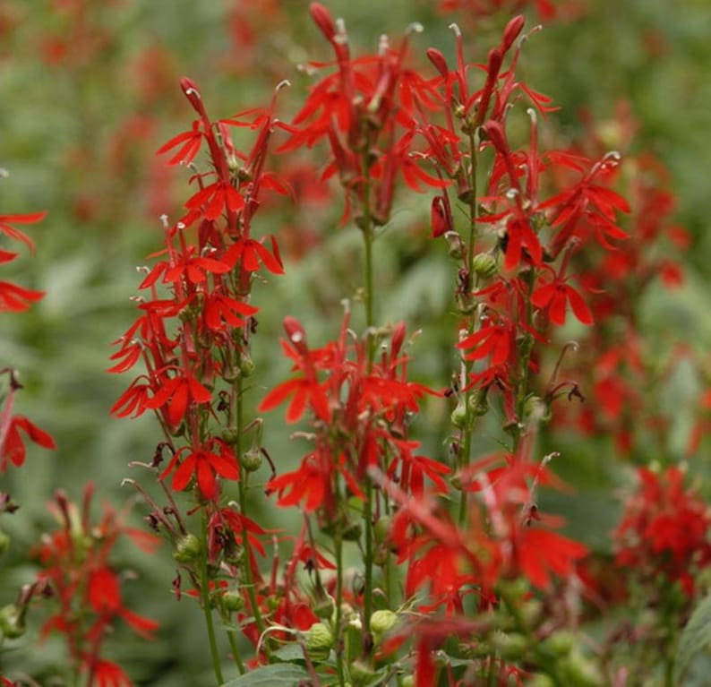 Lobelia Cardinalis Starter Plant - Cardinal Flower Plug - Attracts Hummingbirds & Butterflies - Moist Soil Preferred
