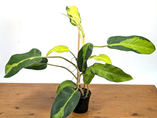 XL Philodendron Thai Sunrise 4" Pot - Tropical Houseplant, Philodendron bipinnatifidum, Low Maintenance, Pet Toxic