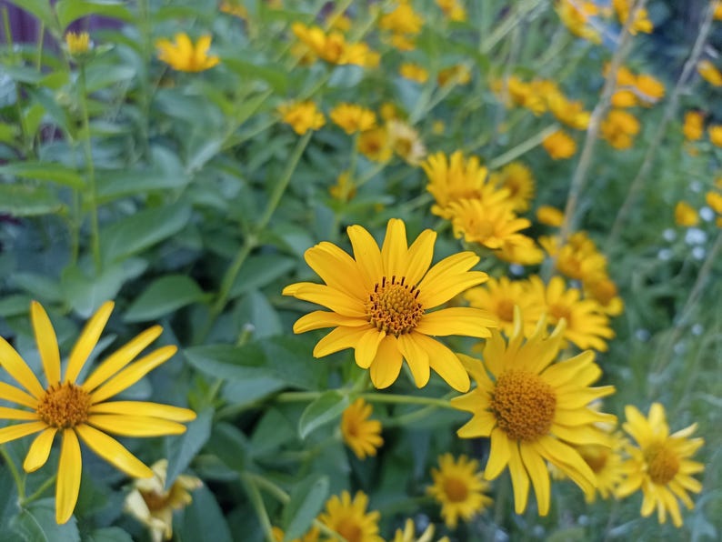 Mexican Sunflower Seeds 20 Pack | Tithonia diversifolia | Wild Sunflower | Fast Shipping Available