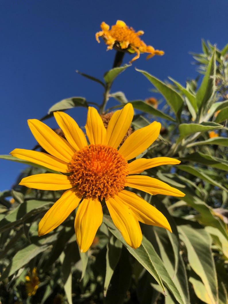 Tithonia diversifolia Cuttings - 6 Fresh Cuttings of Mexican Sunflower, Wild Shrub Sunflower for Easy Propagation