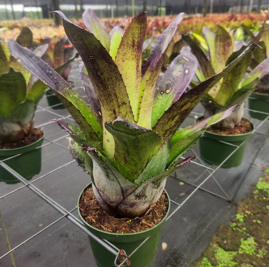 Bromeliad Live Plant - Hohenbergia leopoldo-horstii - Outdoor Grown - Minor Blemishes - Hardy Tropical Houseplant