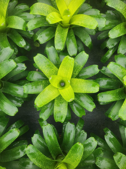 Bromeliad Vriesea Fenestralis - Live Outdoor Plant - Tropical Houseplant - Easy Care Bromeliad
